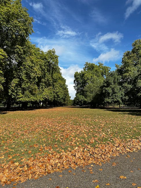 A wide, open park area flanked by tall, mature deciduous trees with dense green foliage on either side, creating a natural corridor. The ground is covered with a mixture of fallen autumn leaves in shades of brown and orange, scattered across a grassy area that appears slightly patchy and uneven. The sky above is bright blue with a few wispy white clouds, indicating a clear, sunny day. Surrounding the park, there are paved pathways visible at the edges, and the environment appears well-maintained, with no visible litter or debris. The scene suggests an urban park setting suitable for outdoor activities and leisure activities, and it is typical of spaces where private or alternative rubbish removal, such as leaf clearance or small-scale garden waste collection, might be carried out by local or private waste management services like House Clearance Kensington, to ensure cleanliness and safety in public and communal outdoor areas.
